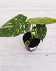 Monstera deliciosa Thai Constellation Sports