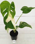 Monstera borsigiana 'Albo'