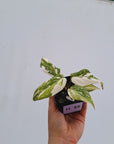Philodendron gloriosum variegata