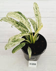 Epipremnum giganteum variegata