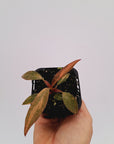 Philodendron 'Orange Princess'