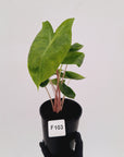 Alocasia 'Morocco' Variegated - SALE