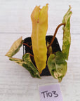 Philodendron billietiae Variegata
