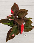 Homalomena rubescens Flaming Red Variegata