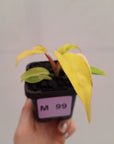 Philodendron pinnatifidum 'Jungle Fever Egg Yolk"