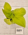 Homalomena rubescens Golden Hibiscus’ - Bare Bottom Baby - SALE