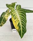 Phyllotaenium lindenii Magnificum Variegata - sale