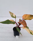 Philodendron erubescens Strawberry Shake - SALE