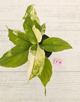 Aglaonema modestum variegata
