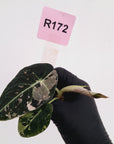 Alocasia reginula 'Black Velvet variegata' - Bare Bottom Baby