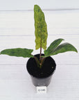 Alocasia lauterbachiana Variegata