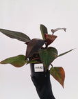 Philodendron 'Orange Princess'