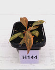 Philodendron 'Orange Princess'