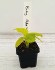 Homalomena rubescens Golden Hibiscus’ SALE