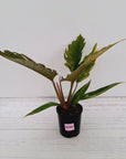 Philodendron serratum 'Caramel Marble'