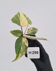 Philodendron gloriosum white vien variegata - SALE