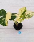 Monstera deliciosa Thai Constellation