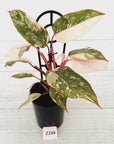 Philodendron 'Pink Princess Galaxy Marble' Sport - Perfectly Imperfect