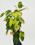 Philodendron Burle Marx variegata