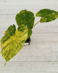 Alocasia Odora 'California Aurea Variegata'