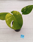 Monstera Deliciosa 'White Monster'