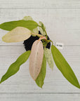 Philodendron 'Whipple Way'