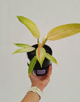 Philodendron 'Whipple Way' SALE