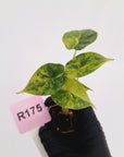 Alocasia Dragon Scale Aurea Variegata - Bare Bottom Baby