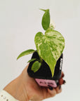 Monstera borsigiana 'Albo' - SALE