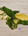 Homalomena rubescens Variegata