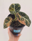 Alocasia reginula 'Black Velvet variegata'