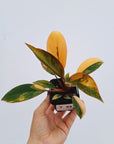 Philodendron 'Rojo Congo Variegated'