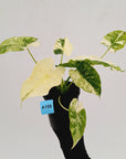 Alocasia Odora 'California Albo'