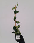 Epipremnum Pinnatum 'Marble' - SALE