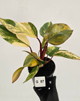 Philodendron erubescens Strawberry Shake - SALE