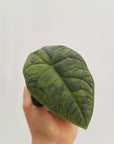 Alocasia melo 'Rhino Skin' Variegata