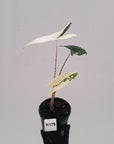 Alocasia zebrina variegata