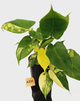 Philodendron Burle Marx variegata