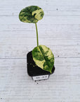 Alocasia Dragon Scale Variegata