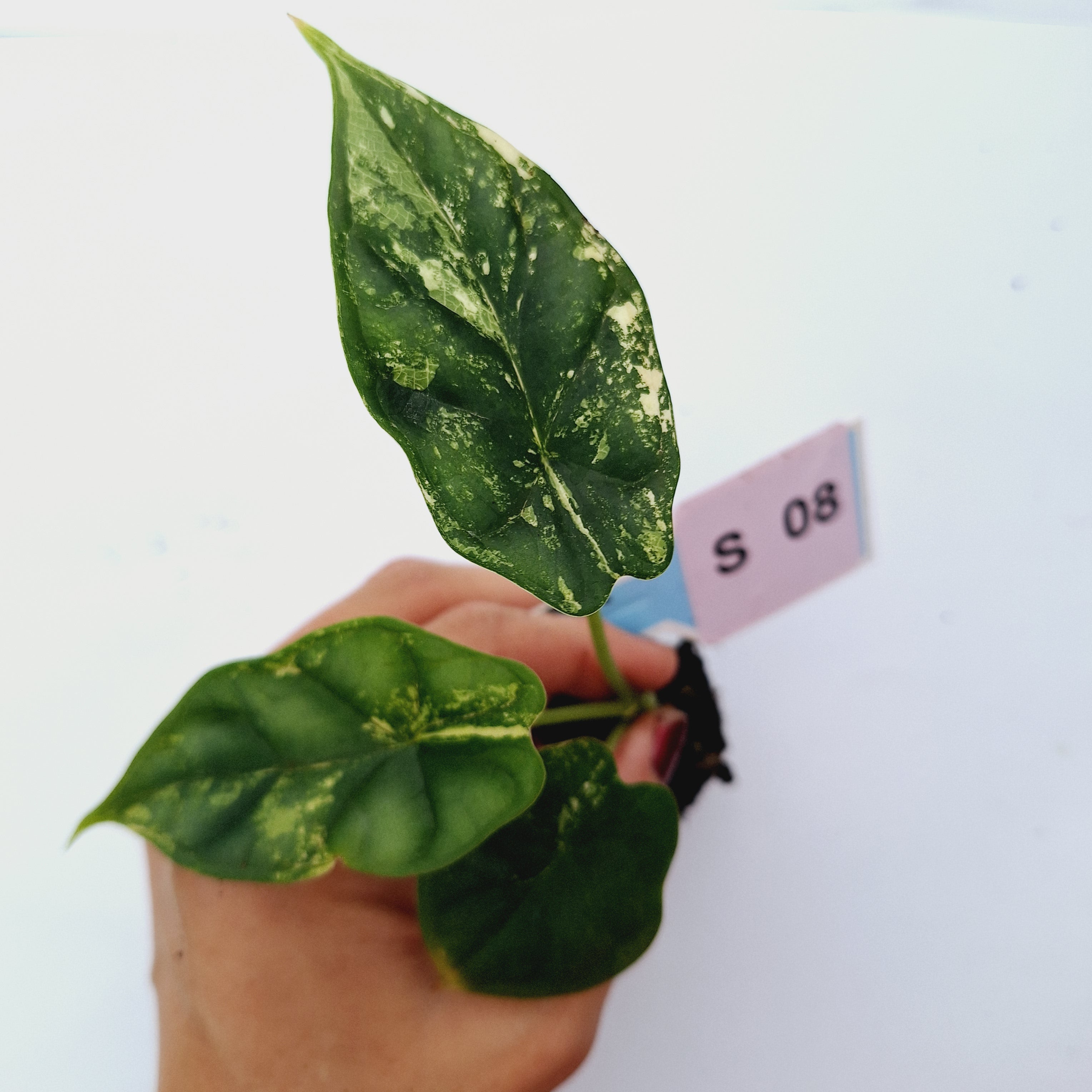 Alocasia Dragon Scale Variegata - Bare Bottom Baby