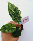 Alocasia Dragon Scale Variegata - Bare Bottom Baby
