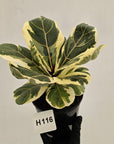 Ficus lyrata Variegata