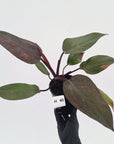 Philodendron 'Orange Princess' - FLASH SALE