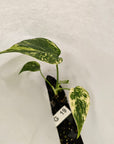 Monstera Deliciosa Mint - Bare Bottom Baby - SALE
