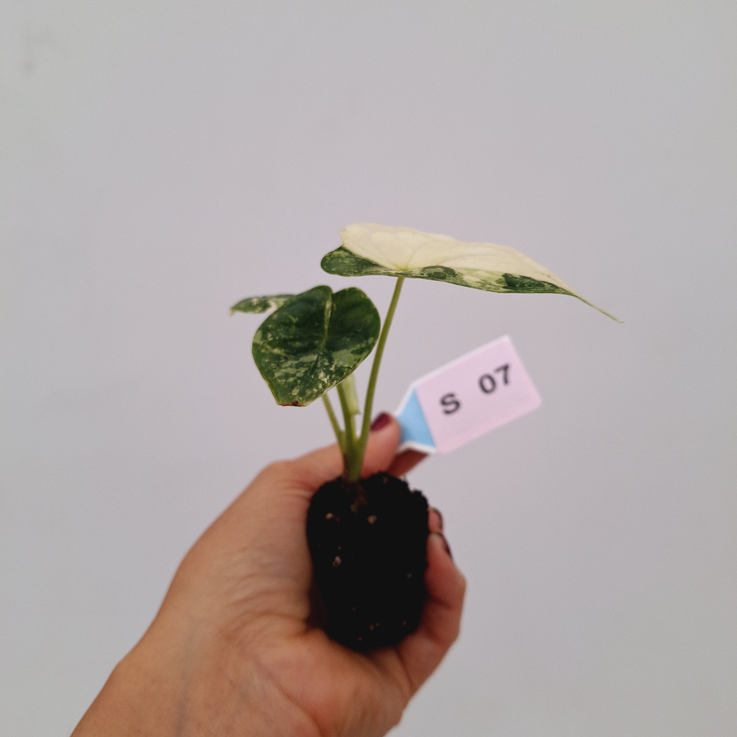 Alocasia 'Simpo' Albo Variegata- Bare Bottom Baby⁷