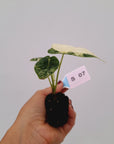 Alocasia 'Simpo' Albo Variegata- Bare Bottom Baby⁷