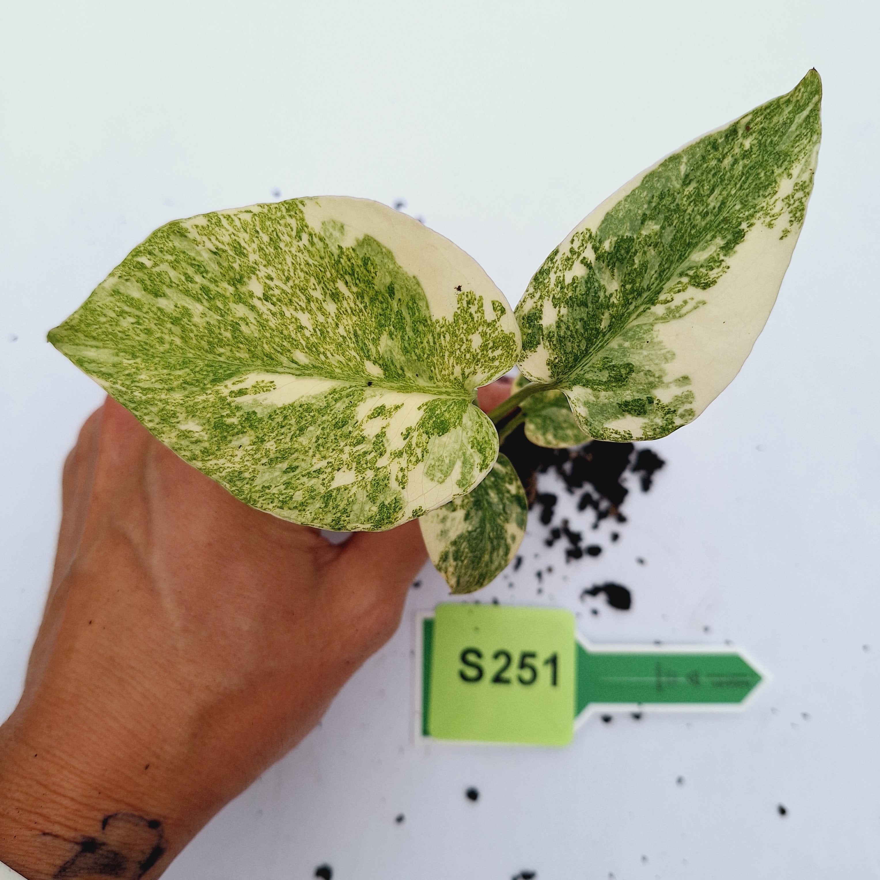 Monstera deliciosa Thai Green Snow - Bare Bottom Baby