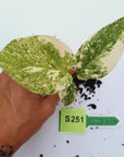 Monstera deliciosa Thai Green Snow - Bare Bottom Baby
