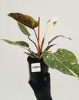Philodendron 'Pink Princess Galaxy Marble' Sport