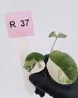Alocasia melo 'Rhino Skin' Variegata - Bare Bottom Baby